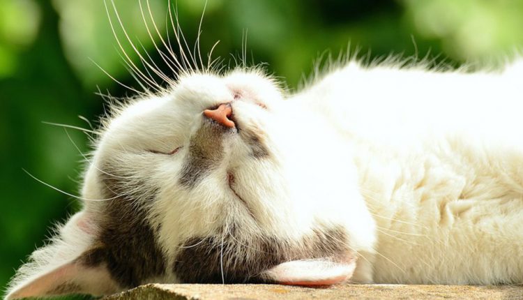 گربه ای که وجودش حکمت داشت و بلاگردان بود