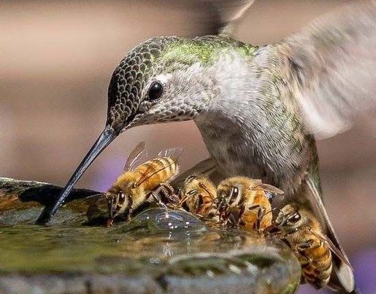 رعایت حق الناس