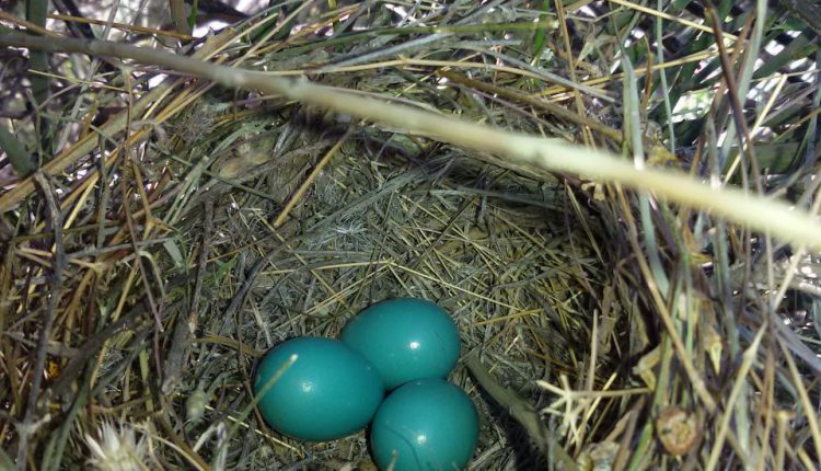 درس های آسمانی تخم لیگ لیگو یا سینه سرخ آمریکایی